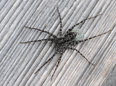 Acantholycosa lignaria