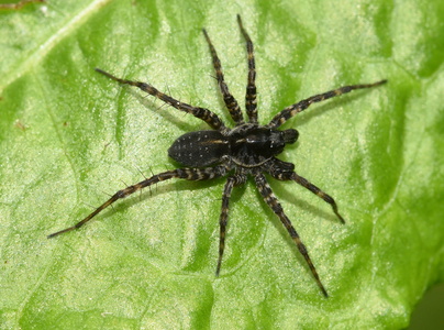Pardosa sp.
