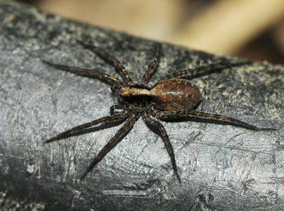 Pardosa sp.