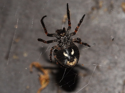 Flad Hjulspinder (Nuctenea umbratica)