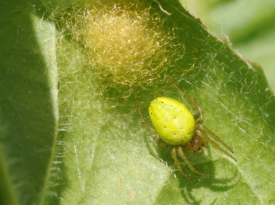 Agurkehjulspinder (Araniella cucurbitina)