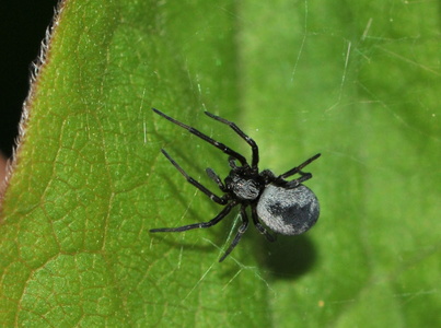 Sort Plantekrustrådsspinder (Brigittea latens)