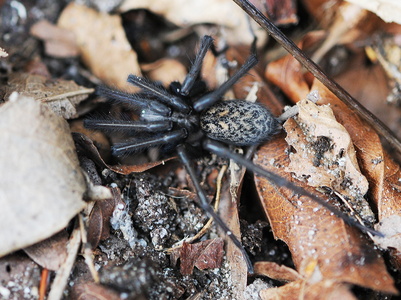 Stor Husedderkop (Eratigena atrica)