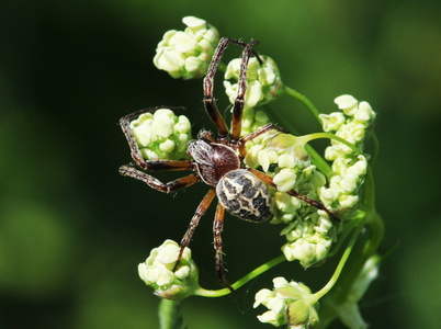 Sivhjulspinder (Larinioides cornutus)