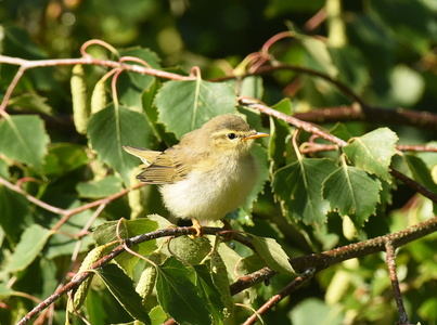 Løvsanger (Phylloscopus trochilus)