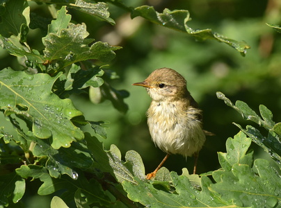 Løvsanger (Phylloscopus trochilus)