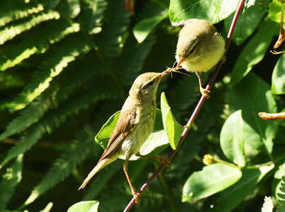 Løvsanger (Phylloscopus trochilus)