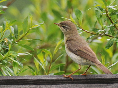 Løvsanger (Phylloscopus trochilus)