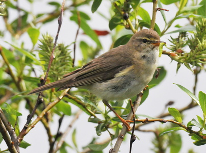 Løvsanger (Phylloscopus trochilus)