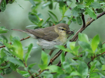 Løvsanger (Phylloscopus trochilus)