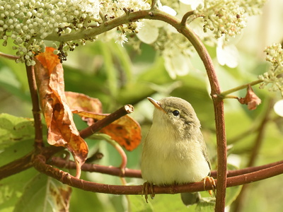 Løvsanger (Phylloscopus trochilus)