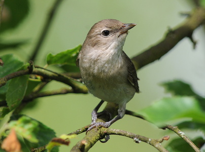 Havesanger (Sylvia borin)
