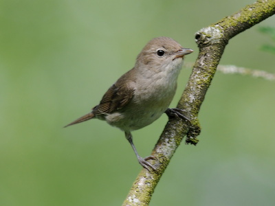 Havesanger (Sylvia borin)