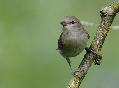 Havesanger (Sylvia borin)