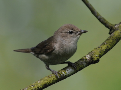 Havesanger (Sylvia borin)