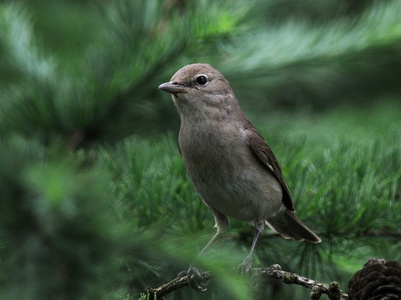 Havesanger (Sylvia borin)