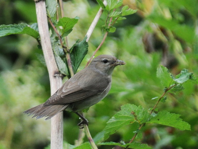 Havesanger (Sylvia borin)