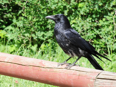 Sortkrage (Corvus corone)