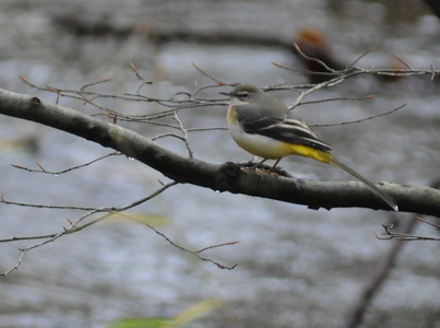 Bjergvipstjert (Motacilla cinerea)