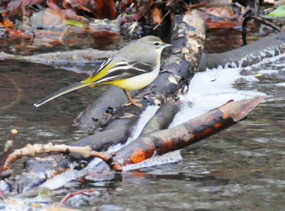 Bjergvipstjert (Motacilla cinerea)
