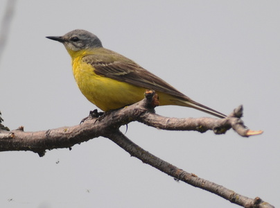 Bjergvipstjert (Motacilla cinerea)