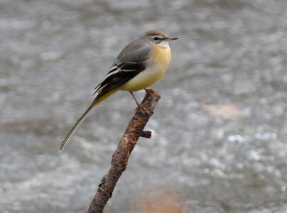 Bjergvipstjert (Motacilla cinerea)