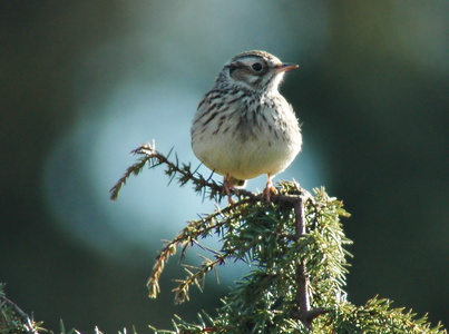 Hedelærke (Lullula arborea)