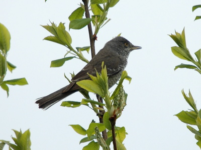 Høgesanger (Sylvia nisoria)
