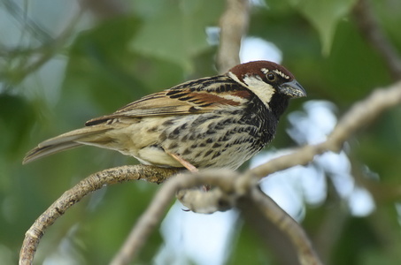 Spansk spurv (Passer hispaniolensis)