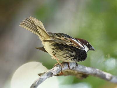 Spansk spurv (Passer hispaniolensis)