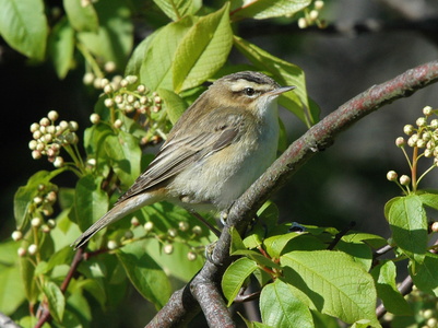 Sivsanger (Acrocephalus schoenobaenus)