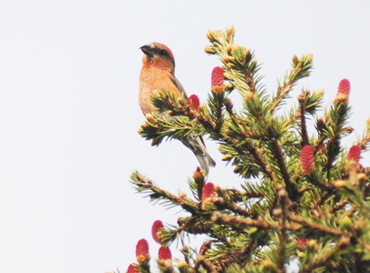Stor korsnæb  (Loxia pytyopsittacus)