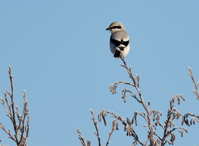 Stor Tornskade  (Lanius excubitor)
