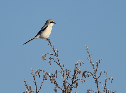 Stor Tornskade  (Lanius excubitor)