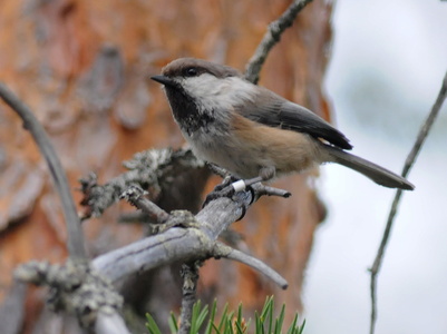 Lapmejse (Parus cinctus)