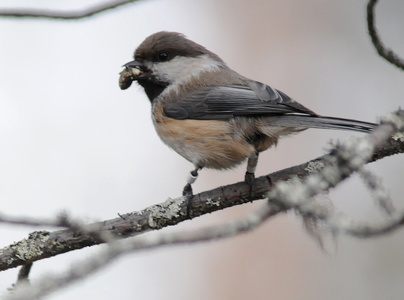 Lapmejse (Parus cinctus)