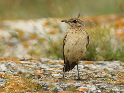 Isabellastenpikker (Oenanthe isabellina)