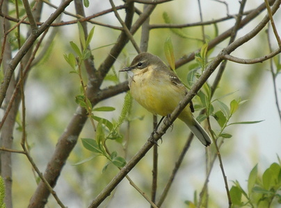 Gulbug (Hippolais icterina)