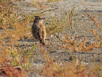 Toplærke  (Galerida cristata)