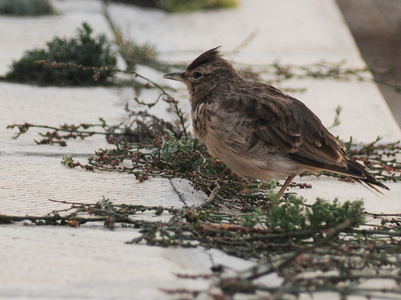 Toplærke  (Galerida cristata)