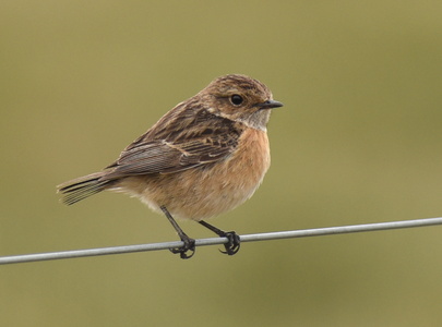 Sortstrubet Bynkefugl (Saxicola rubicola)