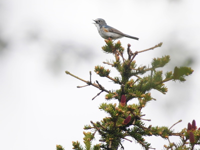 Blåstjert (Tarsiger cyanurus)