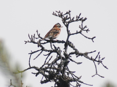  Pileværling  (Emberiza rustica)