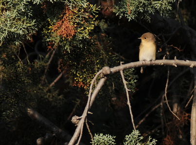 Lille fluesnapper (Ficedula parva)