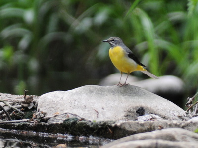 Bjergvipstjert (Motacilla cinerea)