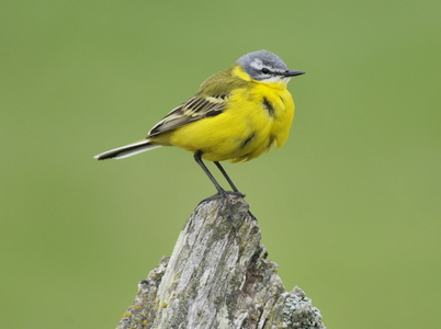 Gul vipstjert ( Motacilla flava9