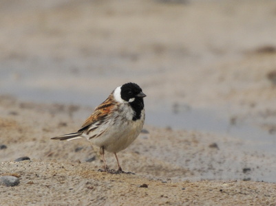 Rørspurv (Emberiza schoeniclus)