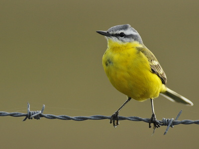 Gul vipstjert ( Motacilla flava9