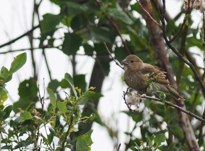 Karmindompap (Carpodacus erythrinus)