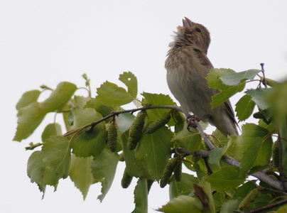 Karmindompap (Carpodacus erythrinus)